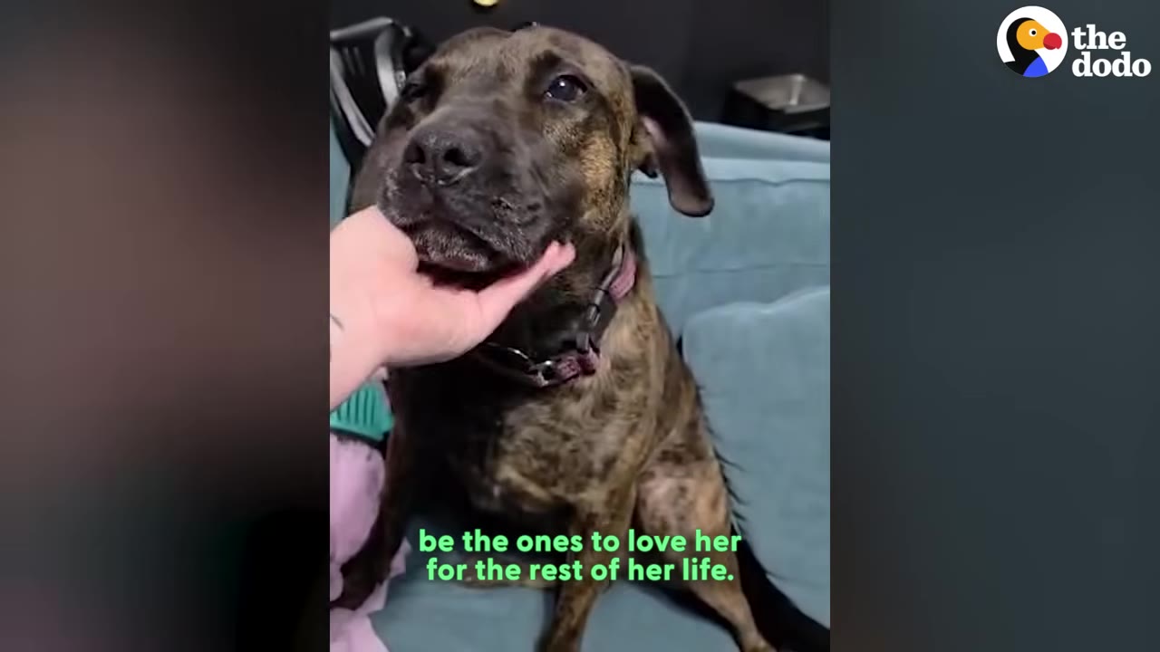 A brindle dog named Meadow sits on a blue couch while a person gently cups her chin in their hand.
