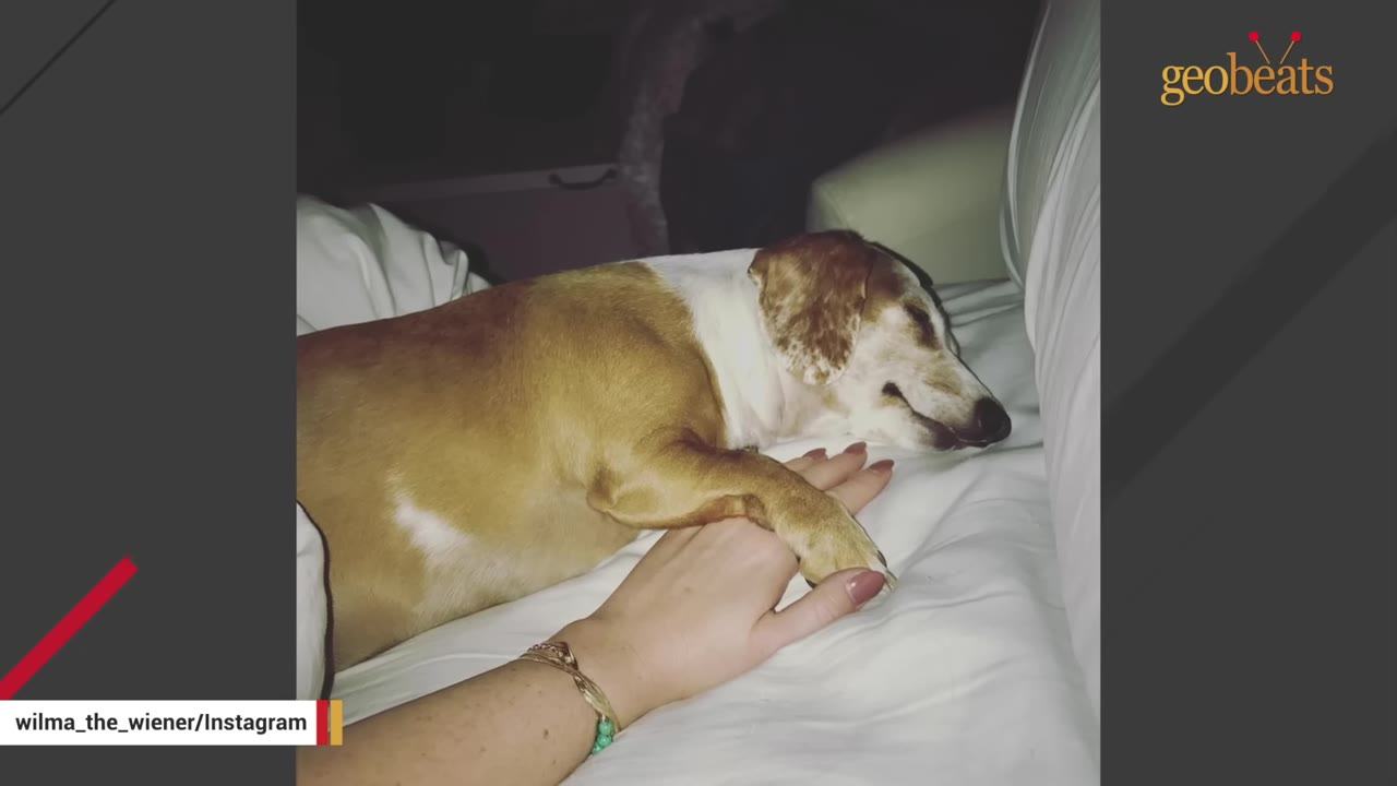 A brown and white dachshund resting its paw on a person's hand on a white bed.
