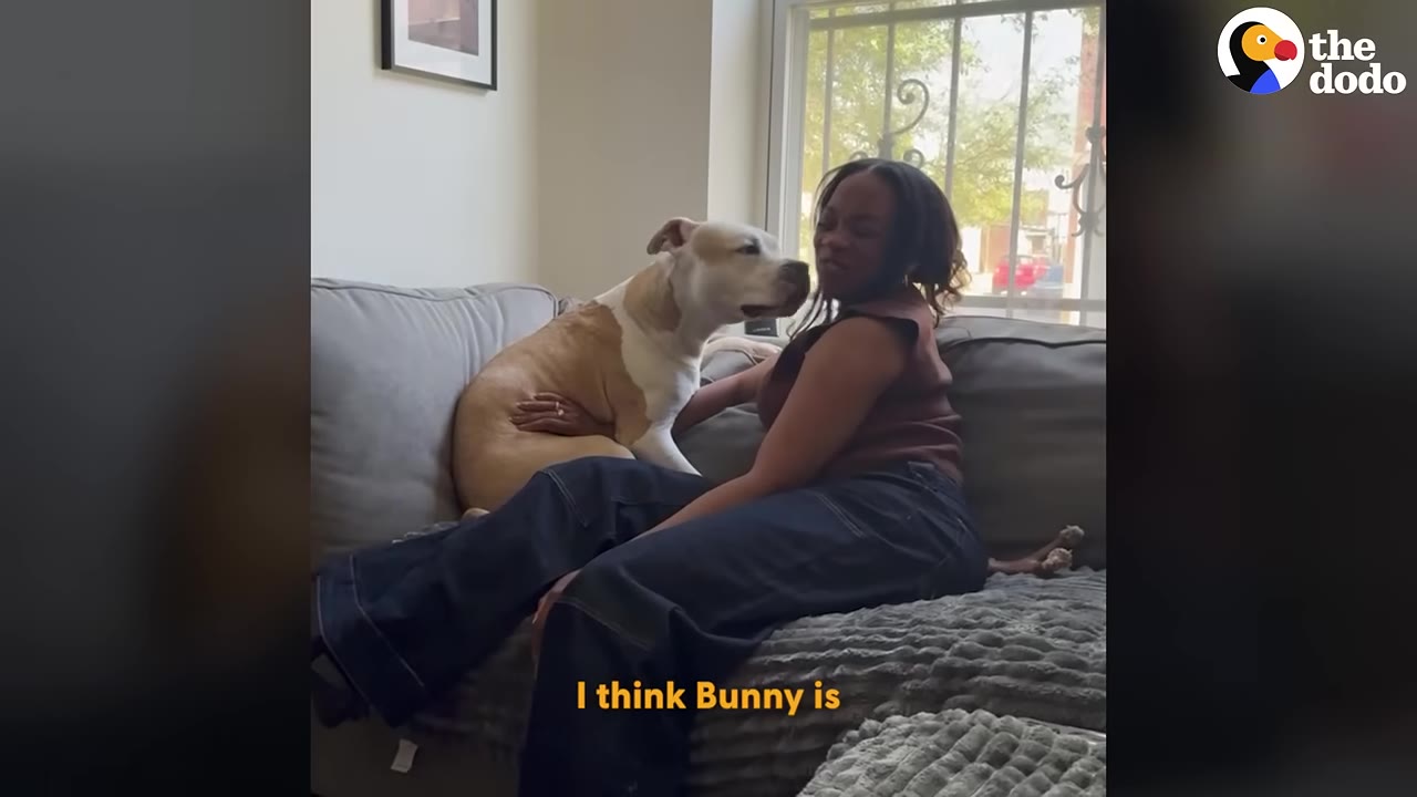 A woman sits on a grey couch next to a tan and white dog who is leaning in close to her face.