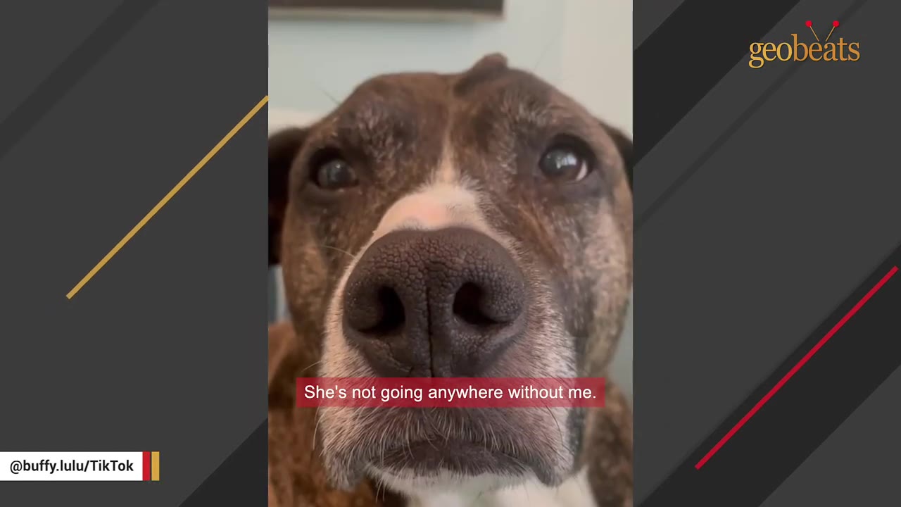 A close-up of a brindle and white dog looking directly into the camera with an attentive expression.