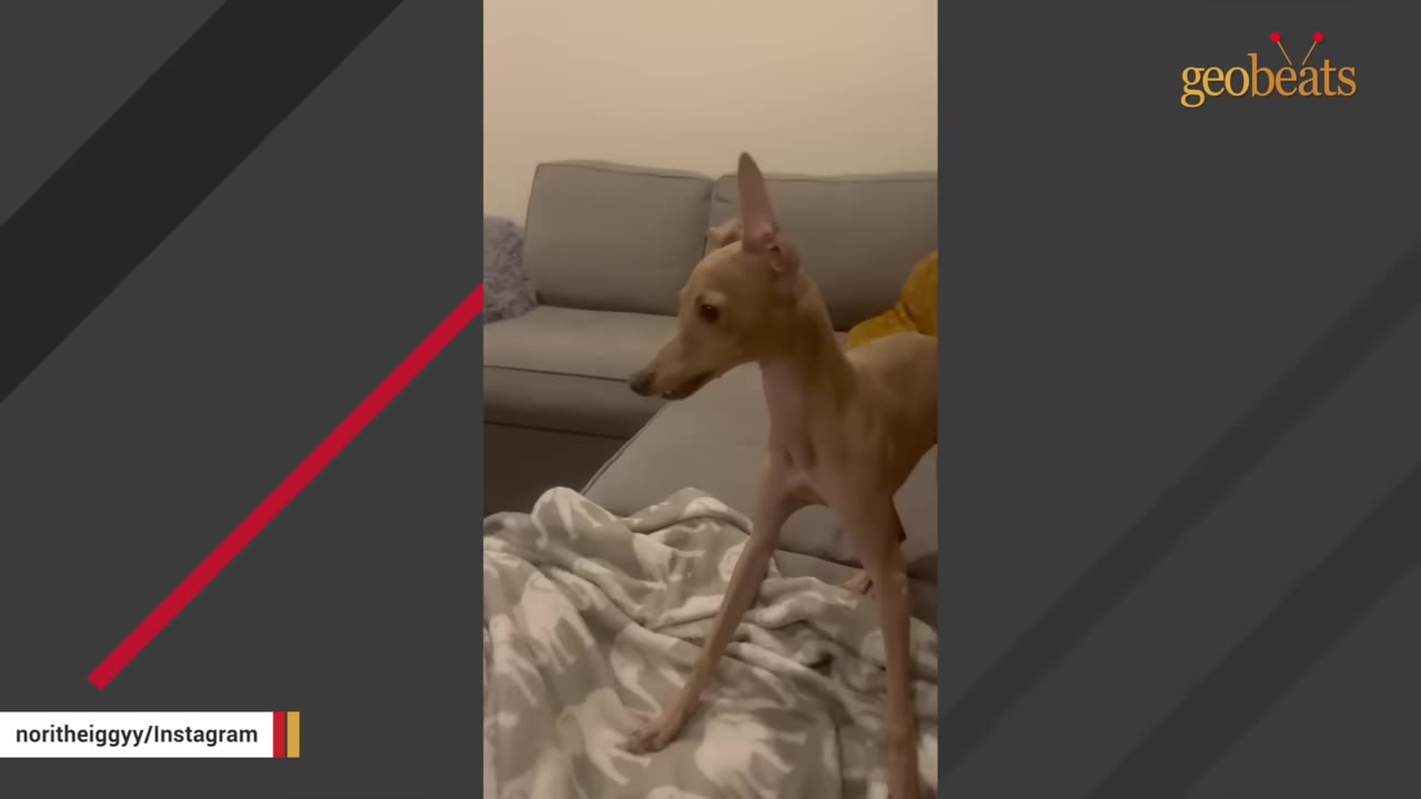 A slender tan Italian Greyhound standing on a grey couch next to a patterned blanket, looking to the side.