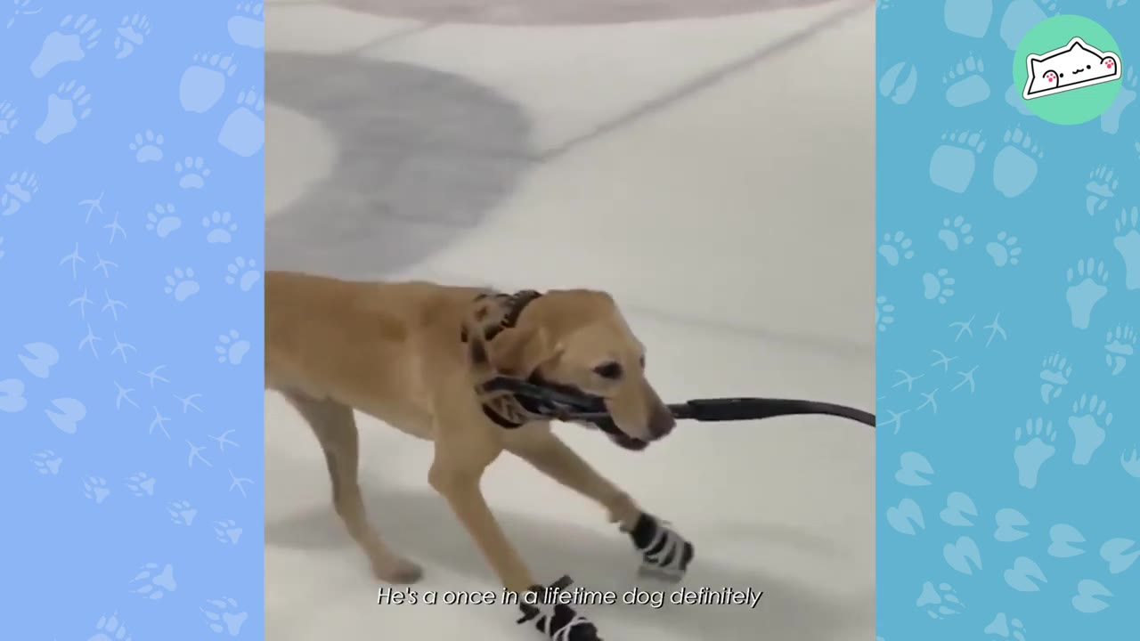 A yellow Labrador retriever wearing black booties skates on an ice rink while holding a hockey stick in its mouth.