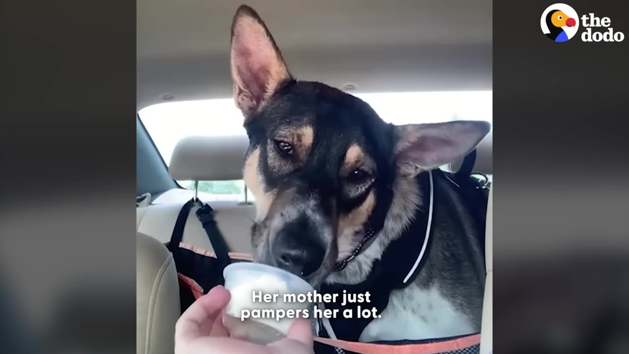 A black and tan dog sits in a car harness, licking a treat from a small cup held by a person's hand.