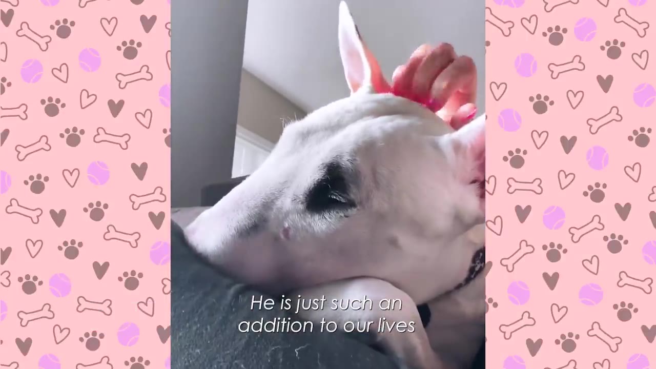 A close-up of a white Bull Terrier resting its head on a dark surface while being gently petted on the head, with the text overlay 'He is just such an addition to our lives'.