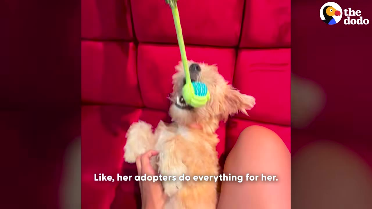 A small, fluffy tan dog lies on its back on a red couch, playfully biting a green and blue toy held above it while a person's hand gently rests on its chest.