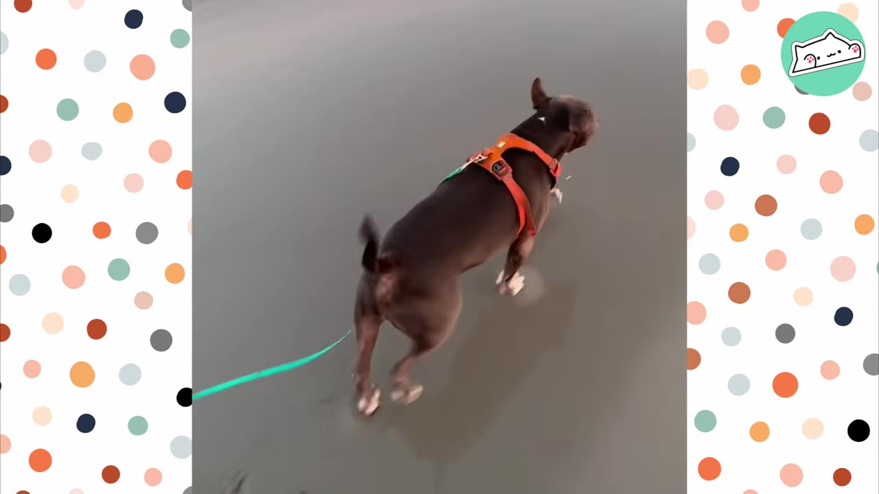 A brown dog wearing an orange harness walks on a sandy beach on a green leash.