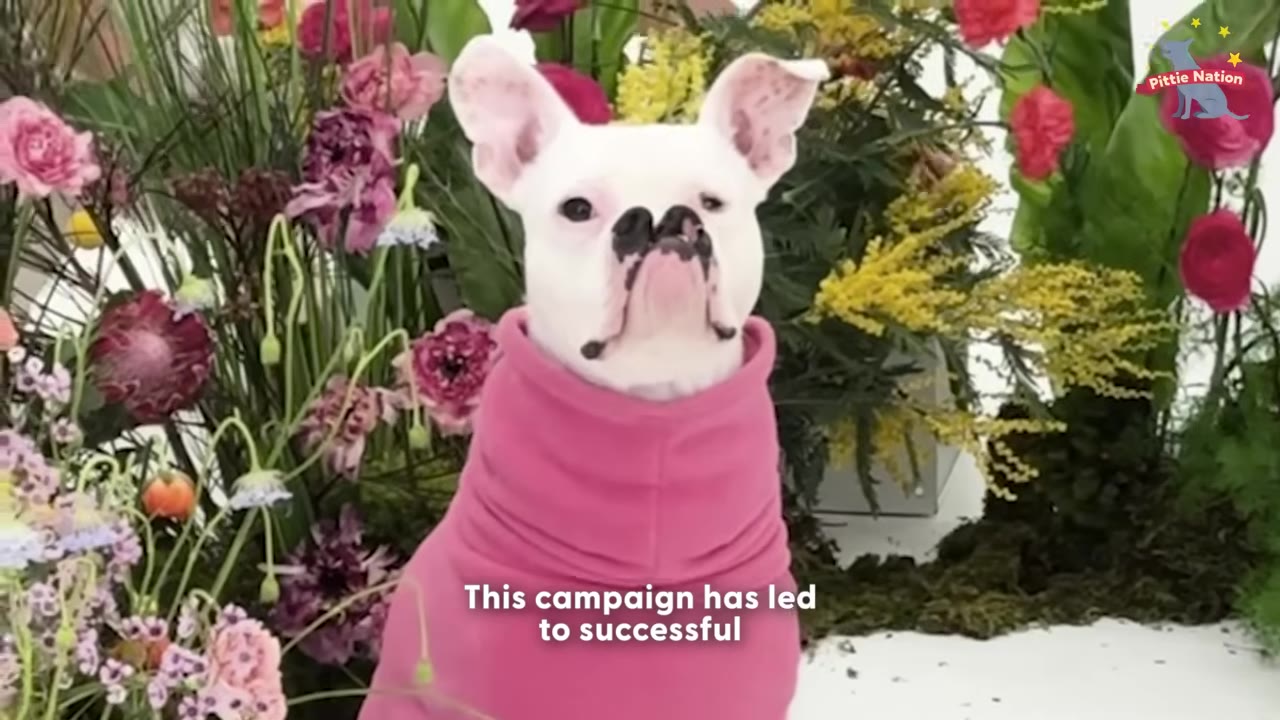 A white dog wearing a pink turtleneck sweater sits in front of a colorful floral arrangement.