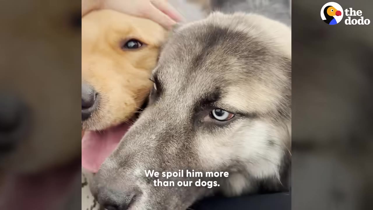 A close-up of a grey and white dog with striking blue eyes next to a golden retriever being petted.