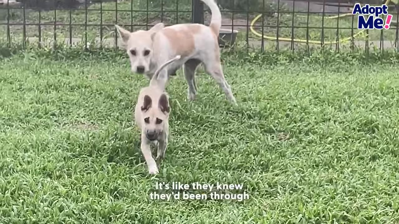 A tan and white adult dog and a small tan puppy stand together on a grassy lawn.