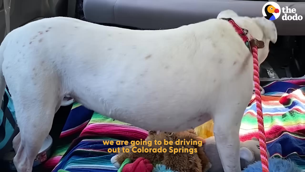 A white dog with a red collar stands in the back of a vehicle on top of a colorful blanket.