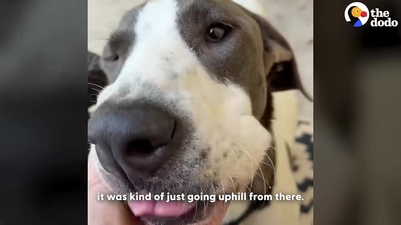 A close-up of a grey and white dog's face as a hand gently pets its chin, with text on screen reading 'it was kind of just going uphill from there.'