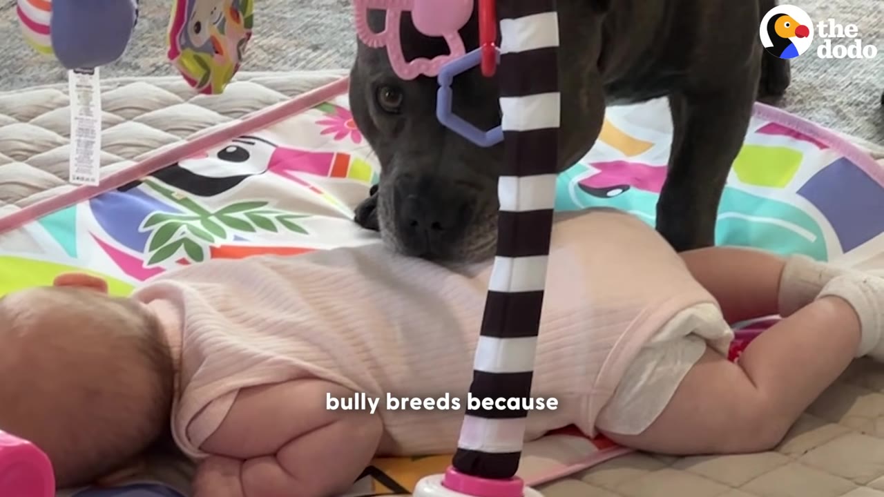 A gray pit bull-type dog gently sniffs the back of a baby lying on a colorful play mat.