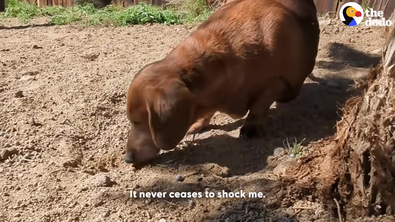 A brown dachshund sniffing the sandy ground outdoors, showing its slender body profile.
