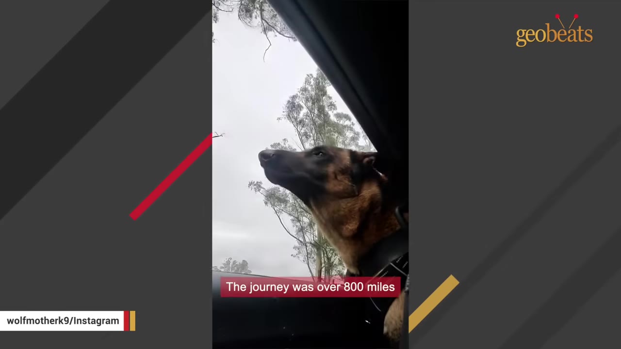 A German Shepherd looks out of a car window during a road trip under an overcast sky.