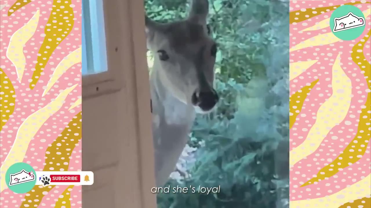 A close-up shot of a deer looking through a doorway with green foliage in the background.