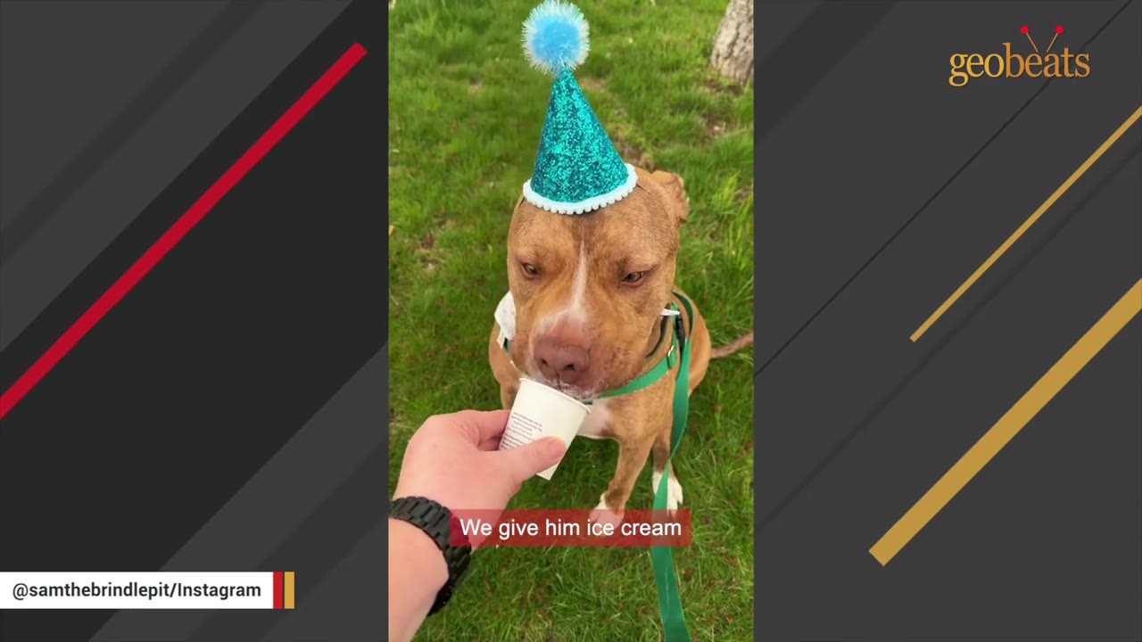 A brindle pit bull wearing a sparkly blue party hat eats ice cream from a small cup held by a person on a grassy lawn.