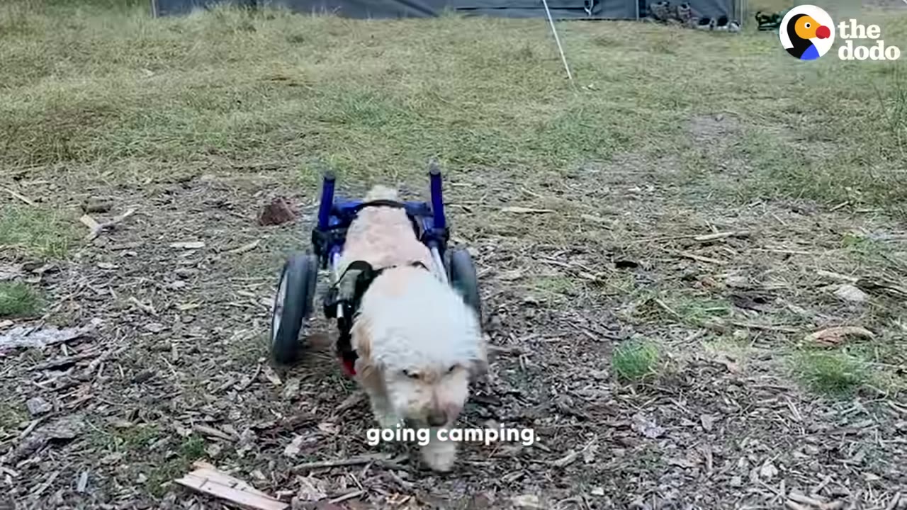 A small, light-colored dog in a blue-framed wheelchair walks forward on a dirt path outdoors.