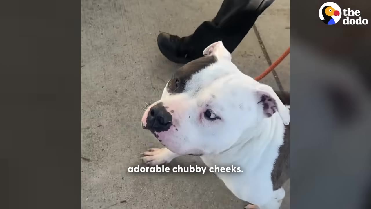 A close-up shot of a white and brown pit bull-type dog looking up with wide eyes, showing off his chubby cheeks.