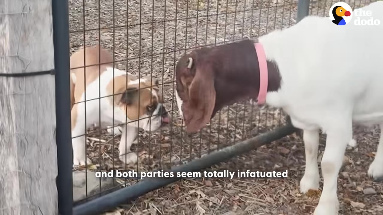 A brown and white bulldog puppy and a brown and white goat touch noses through a wire fence.