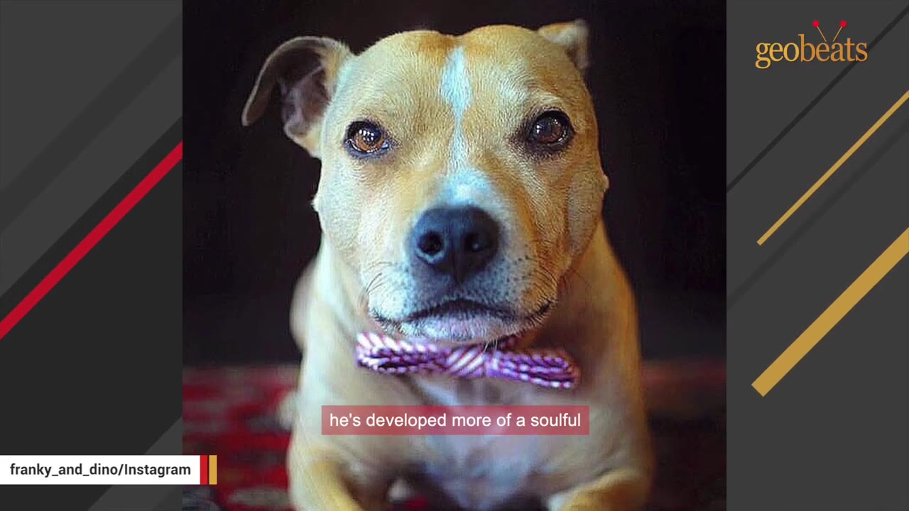 A close-up portrait of a tan and white pit bull dog wearing a purple and white striped bow tie, looking directly at the camera with a soulful expression.