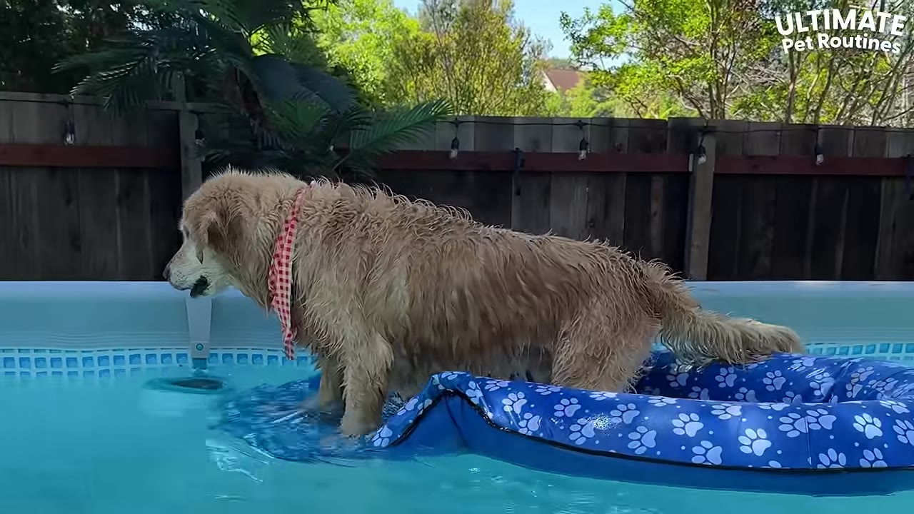 A wet golden retriever wearing a red and white checkered bandana stands on a blue paw-print patterned pool float inside a backyard swimming pool.