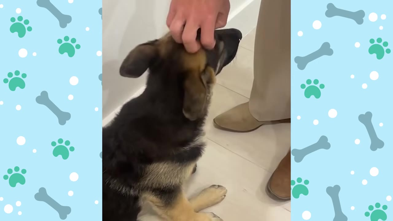 A close-up shot of a German Shepherd puppy being gently petted on the head by a person, showing his floppy ears.