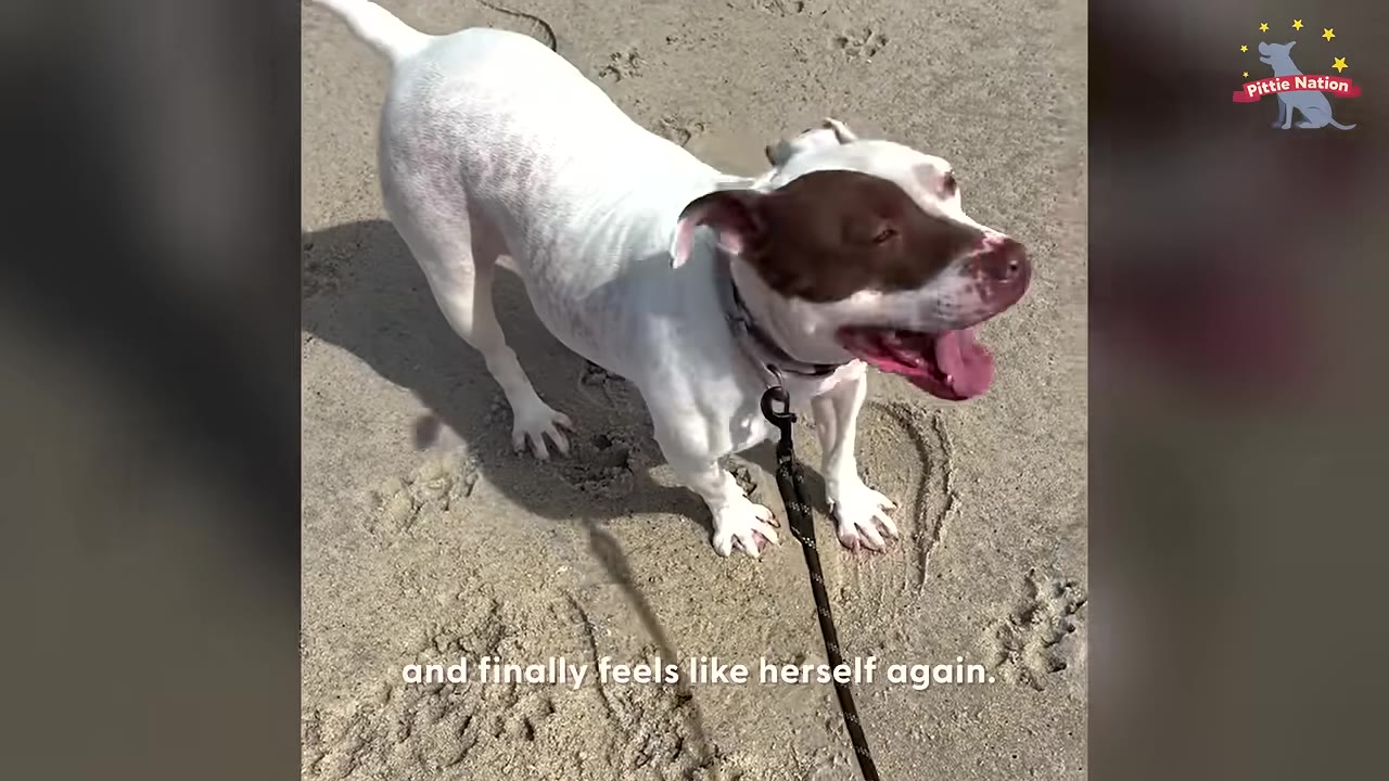 A white dog with a brown patch over its eye stands on a sandy beach, looking happy with its mouth open and tongue out while on a leash.