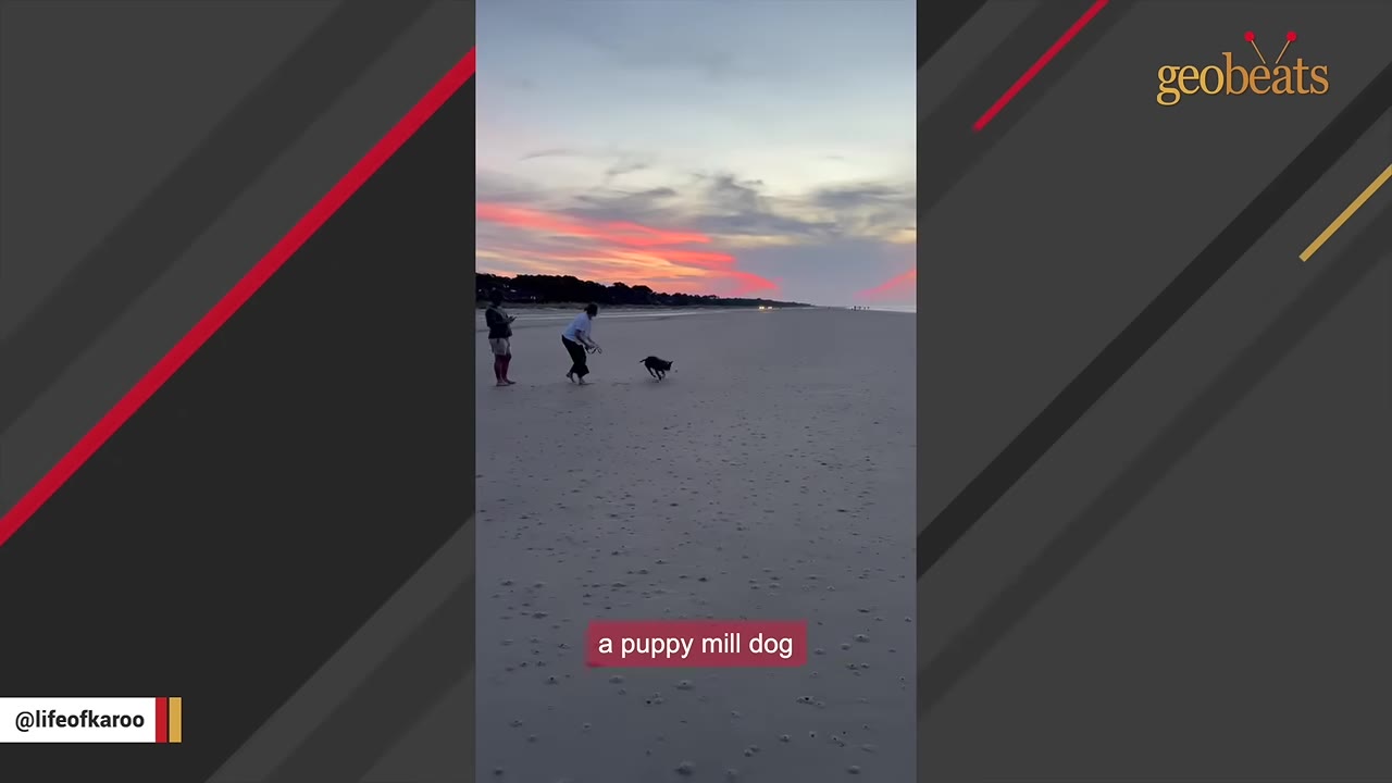 A dog running on a wide sandy beach at dusk with two people standing nearby under a colorful sunset sky.