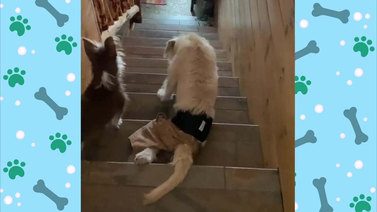 A light-colored dog wearing a black diaper wrap climbs wooden stairs next to another small dog.