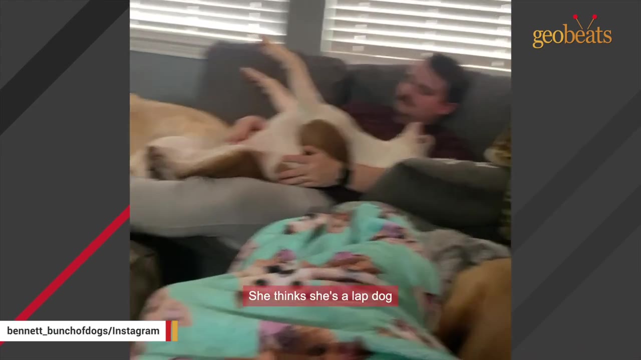 A dog lying on its back on a man's lap on a grey couch, with text overlay reading 'She thinks she's a lap dog'.