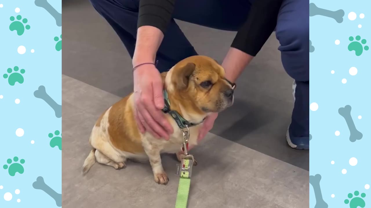 A small brown and white dog named Peanut wearing a collar and leash sits on a grey floor while being gently petted by a person wearing blue medical scrubs.