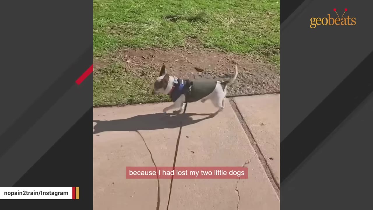 A small chihuahua wearing a harness and vest walks on a leash along a paved path next to a grassy area, with a subtitle reading 'because I had lost my two little dogs'.