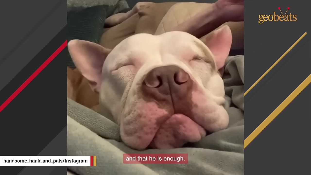 A close-up of a white dog sleeping peacefully with its eyes closed, resting on a soft grey blanket.