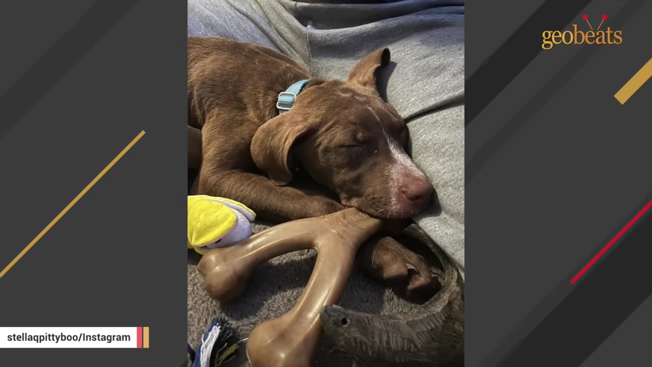 A brown puppy with a white stripe on its nose sleeps peacefully on a person's lap next to a toy bone.