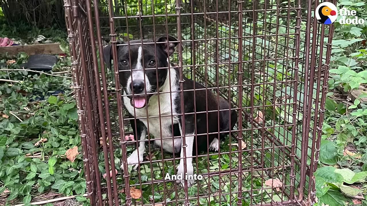 A black and white dog sits inside a metal cage trap outdoors, looking out with an open mouth.