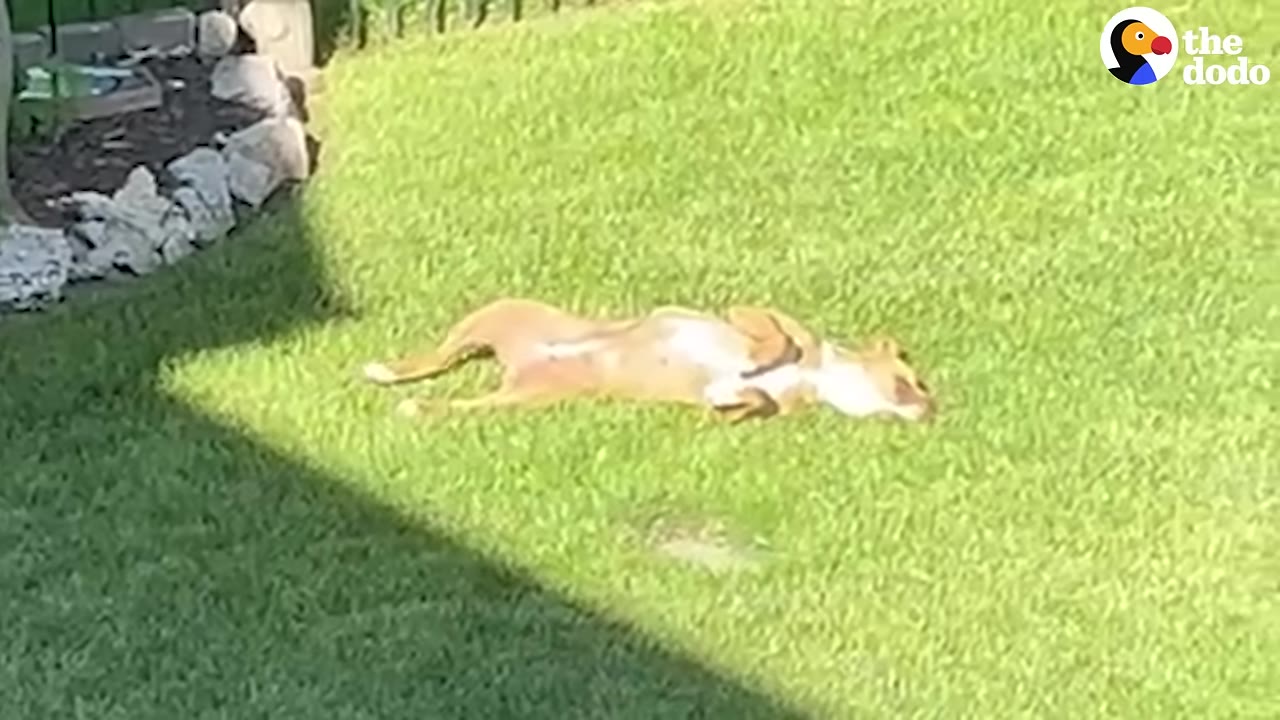 A tan dog lies on its back, sunbathing on a lush green lawn.