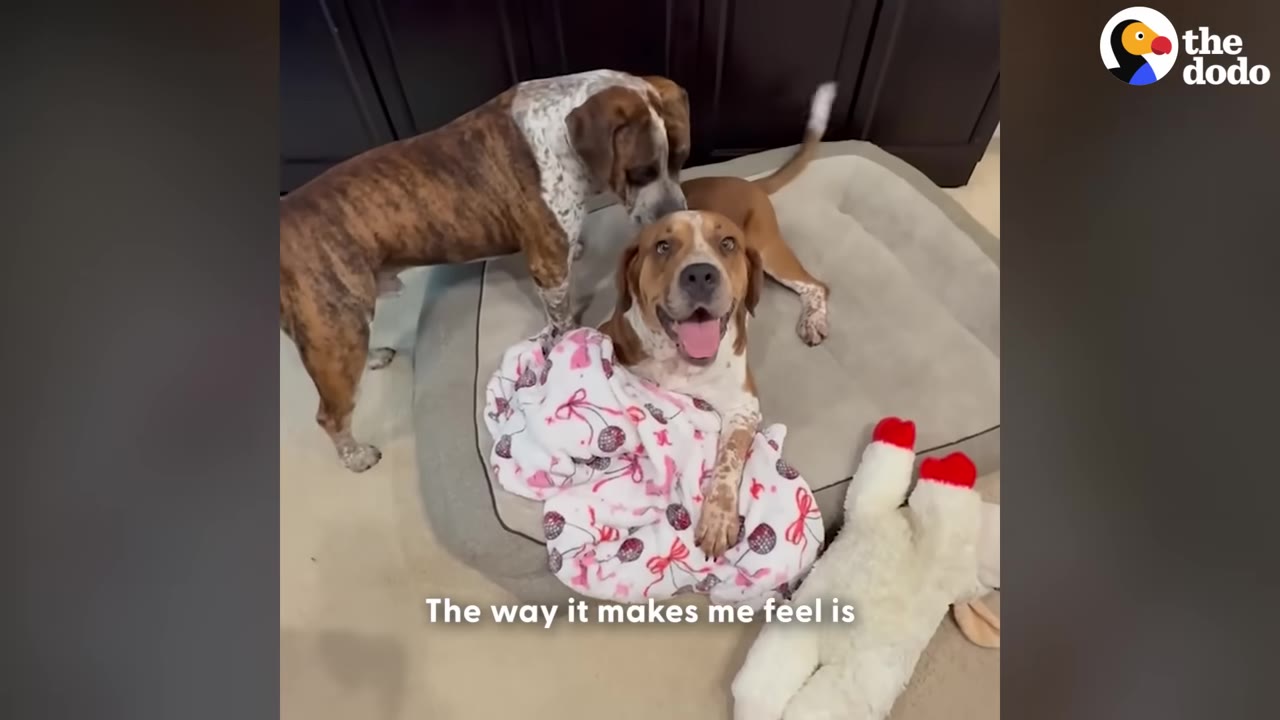 Two happy dogs, one brindle and white standing, and one brown and white lying on a dog bed with a pink patterned blanket, looking up with its mouth open.