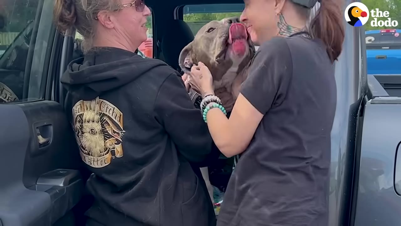 A gray pit bull happily licks the face of a smiling woman wearing a black t-shirt, while another woman in a black hoodie stands nearby next to an open car door.