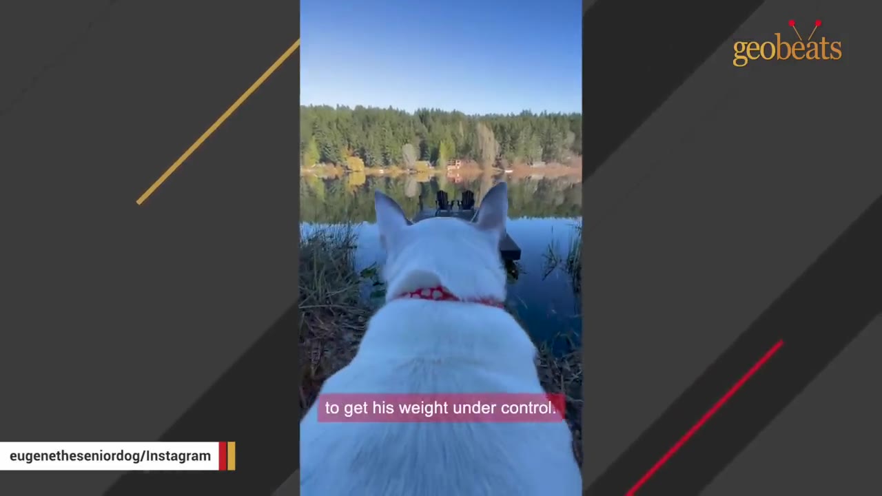 A white dog with a red collar seen from behind, looking out over a calm lake towards a wooden dock and a forest, with a subtitle reading 'to get his weight under control.'