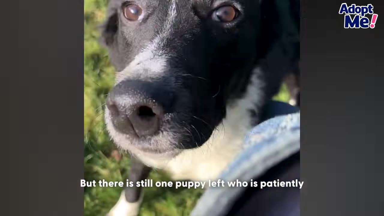 A close-up of a black and white puppy looking directly into the camera with a hopeful expression.