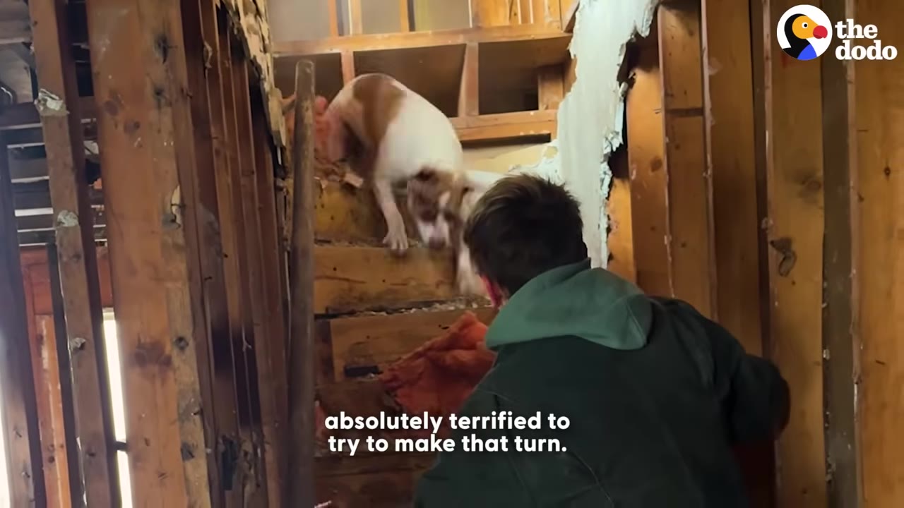 A brown and white dog cautiously walks down a dilapidated wooden staircase inside a ruined building towards a person wearing a green hoodie.