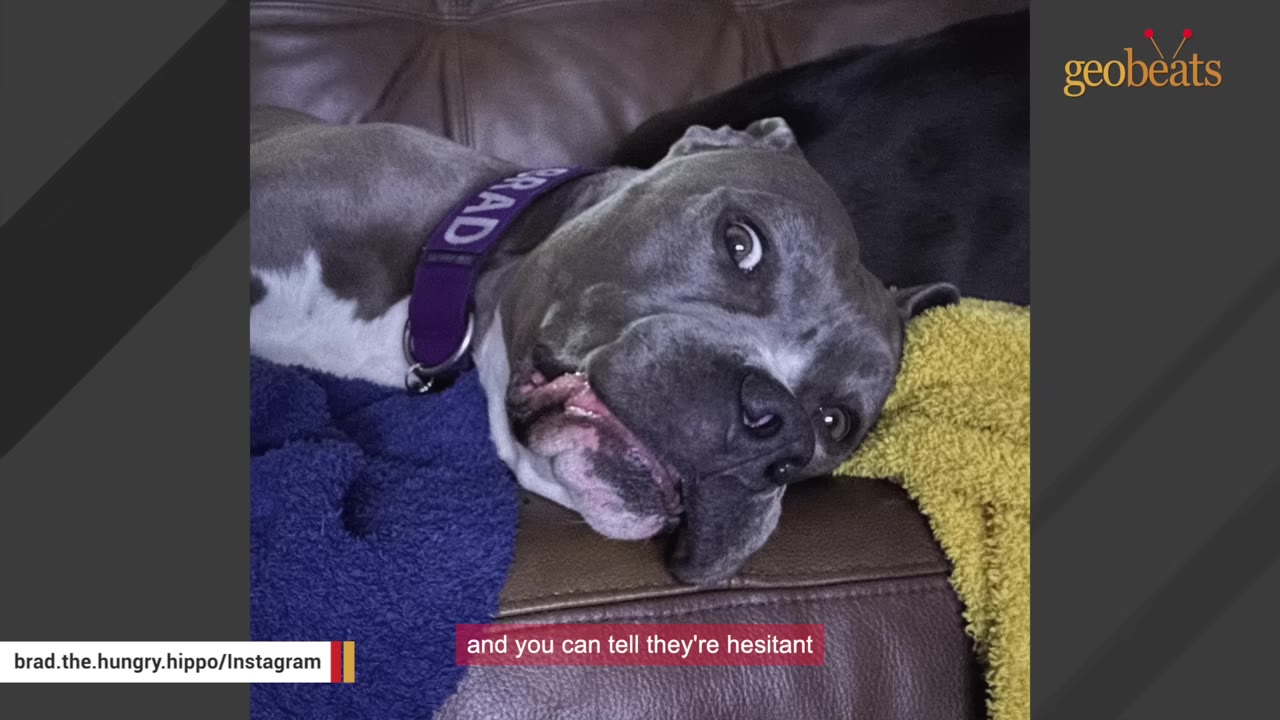 A close-up shot of a grey pit bull named Brad lying on a leather couch, wearing a purple collar with his name printed on it.