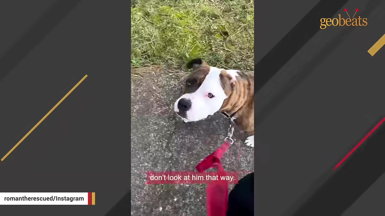 A brindle and white pit bull-type dog named Roman on a red leash looks up at the camera while walking on a paved path.