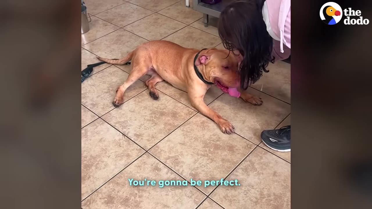 A tan dog lies on a tiled floor, happily panting with its tongue out as a person leans down to pet its head.