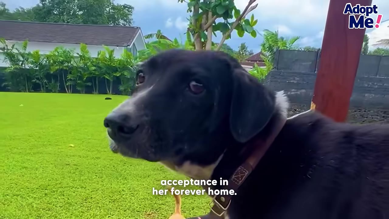 A black and white dog with a collar looks off-camera in a grassy yard, with the subtitle 'acceptance in her forever home.'