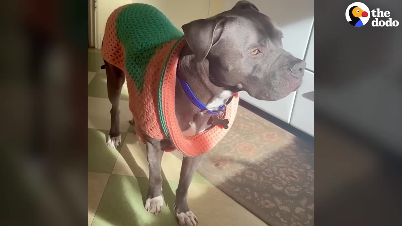 A grey pit bull-type dog named Baloo stands indoors wearing a colorful pink and green knitted sweater, looking off to the side.