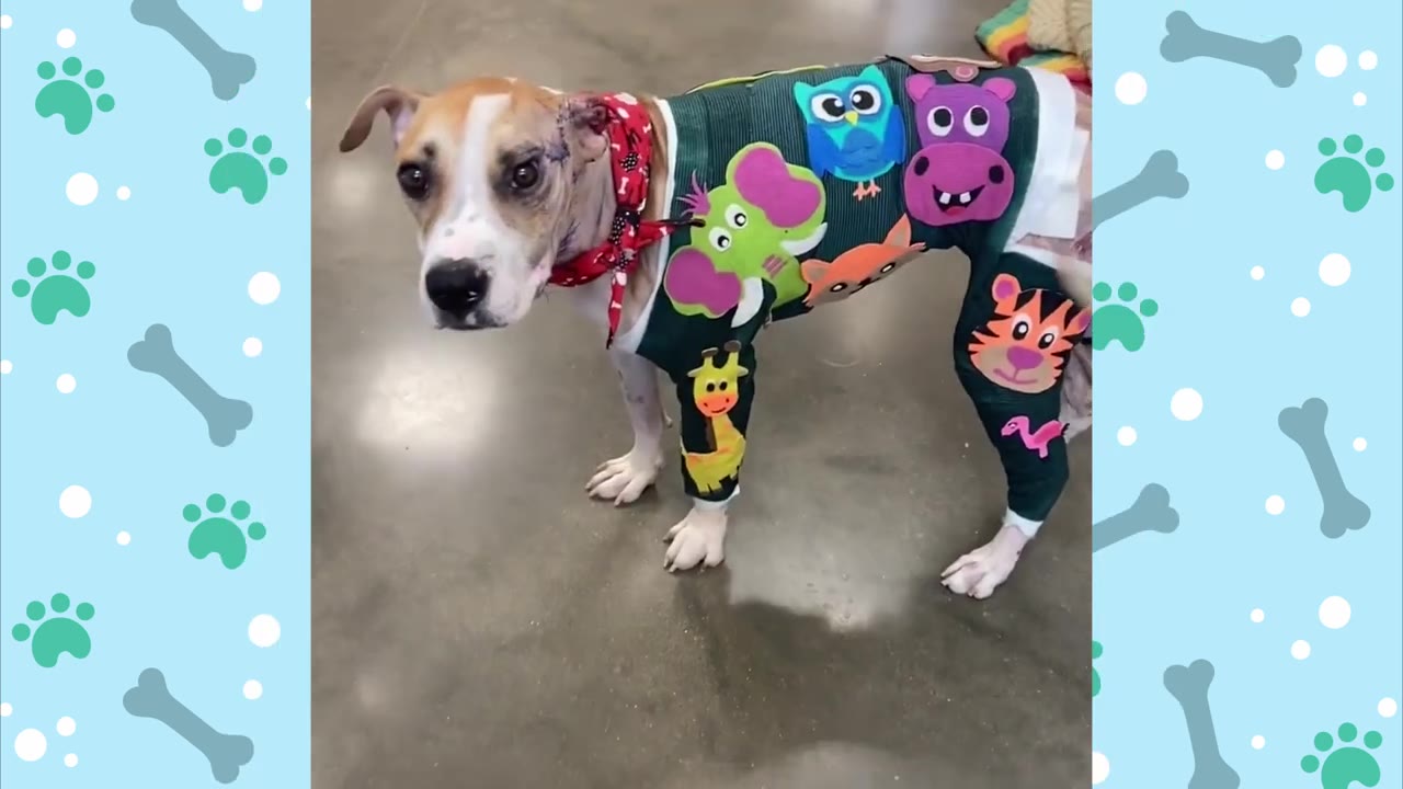 A tan and white dog standing on a concrete floor wearing a green body cast decorated with colorful felt animals, including an owl, hippo, elephant, giraffe, and tiger.