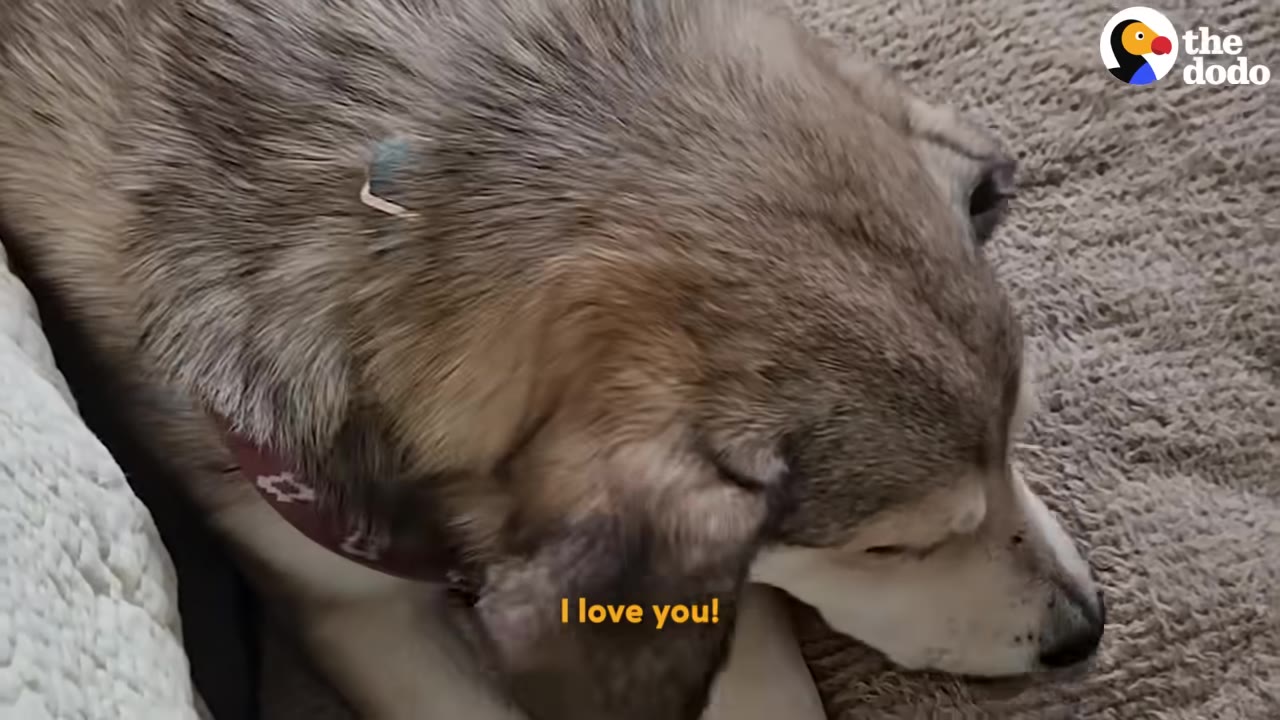 A close-up of a fluffy, light brown and grey dog resting its head on a soft carpet.