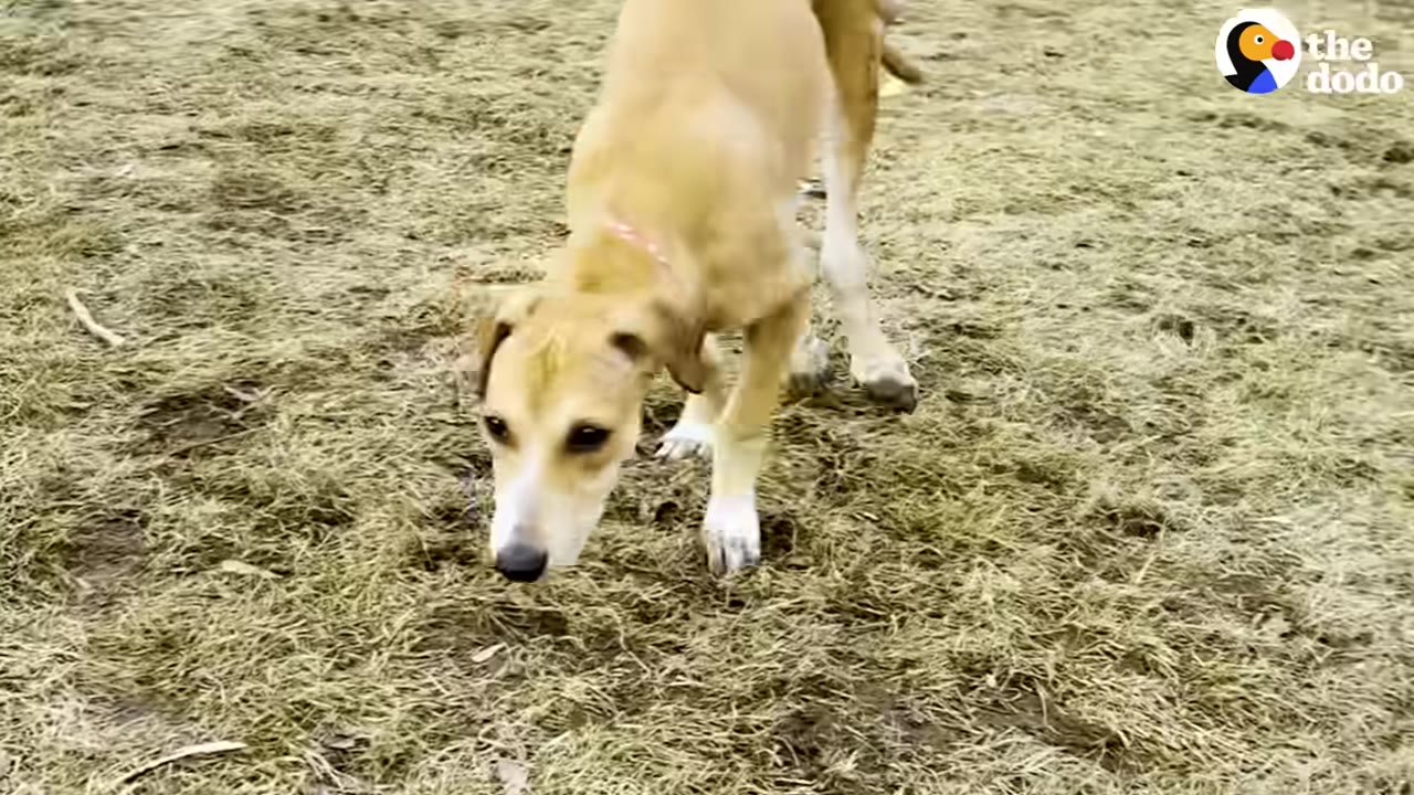 A light brown dog standing on dry grass, looking down towards the ground.