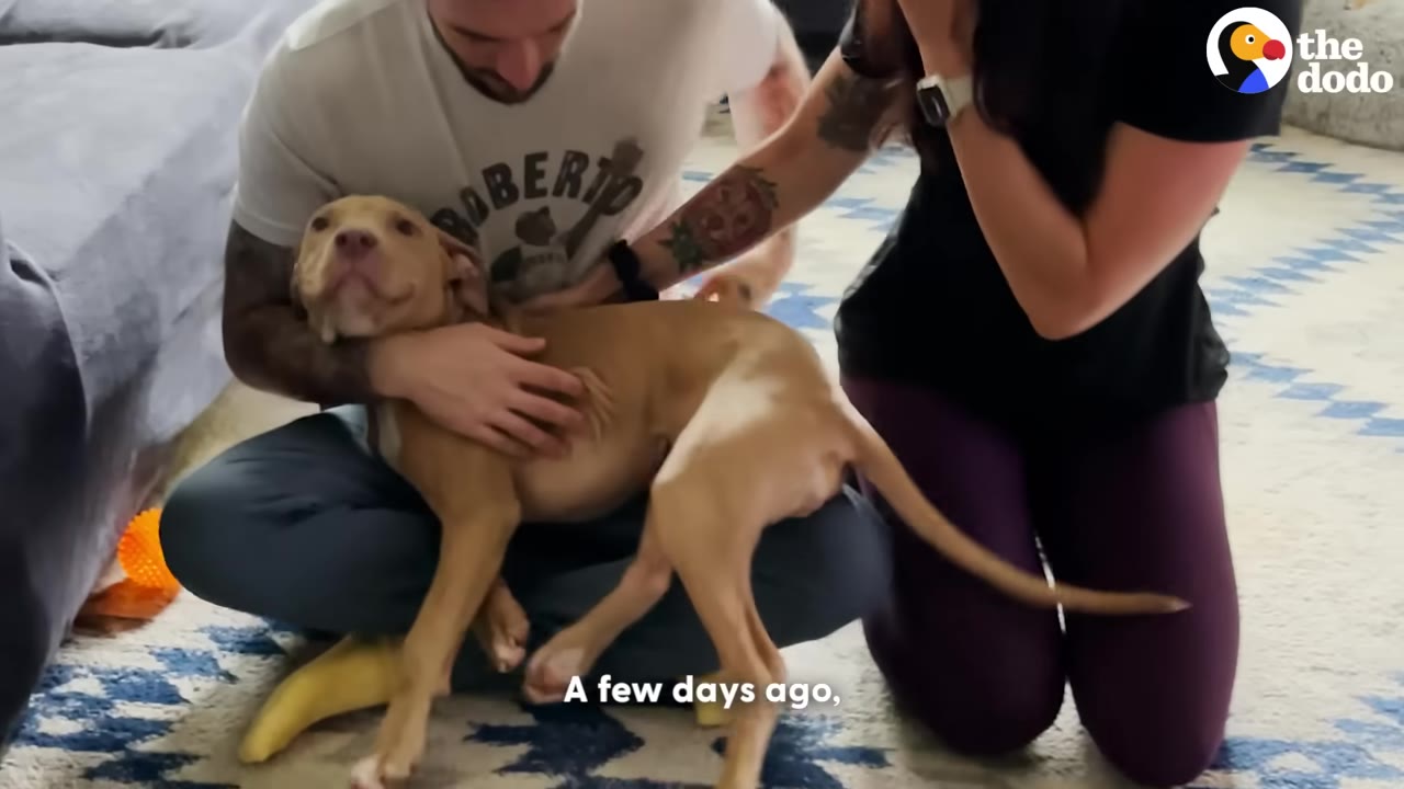 A light brown dog sits on the lap of a man wearing a white t-shirt, while a woman in a black shirt kneels beside them and pets the dog on a patterned rug.